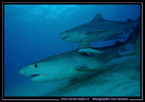 Tiger Sharks at Tiger Beach.... :O)... by Michel Lonfat 